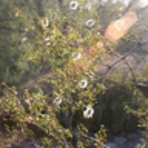 Meet your Posher, Tauni